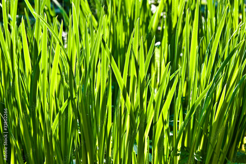 Obraz premium fresh green grass in the garden