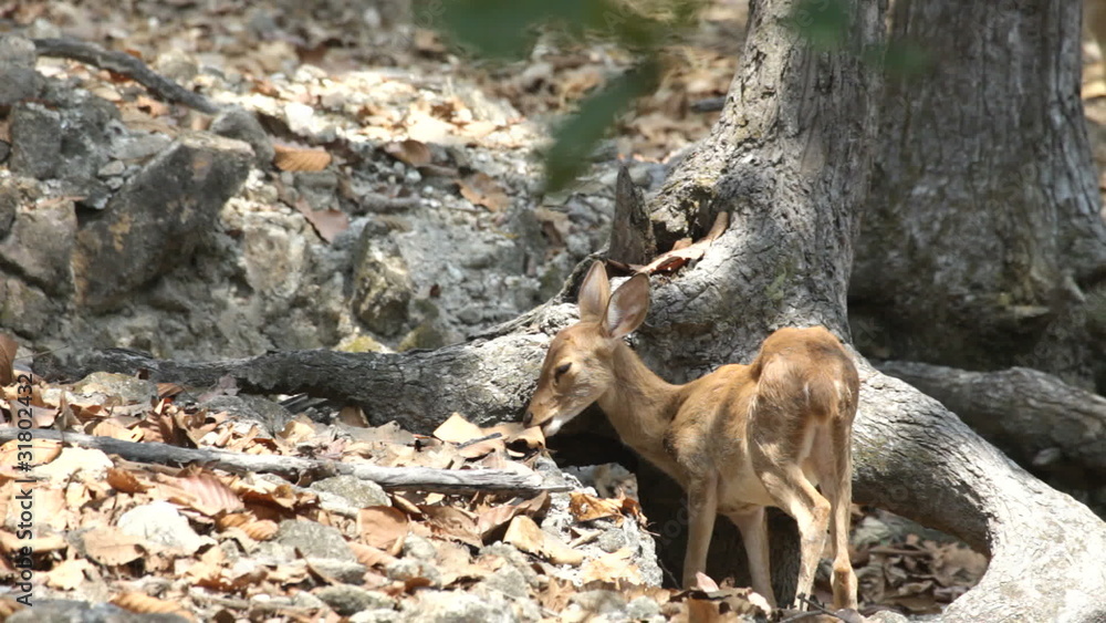 deer deer