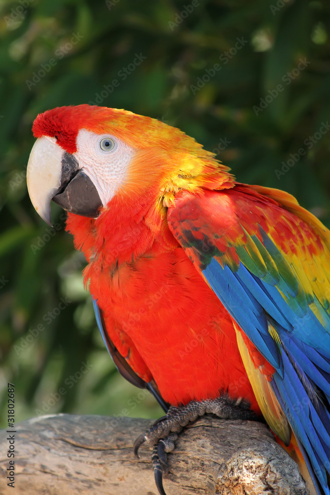 Obraz premium Parrot