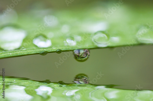 drops on the leaf