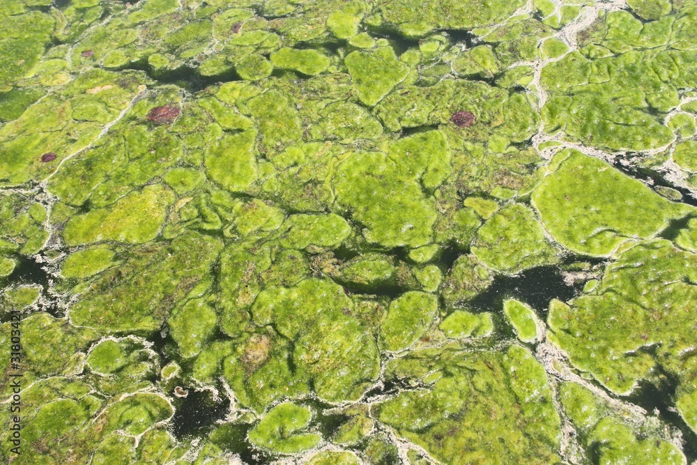 Algues vertes dans un bassin Algues vertes dans un bassin