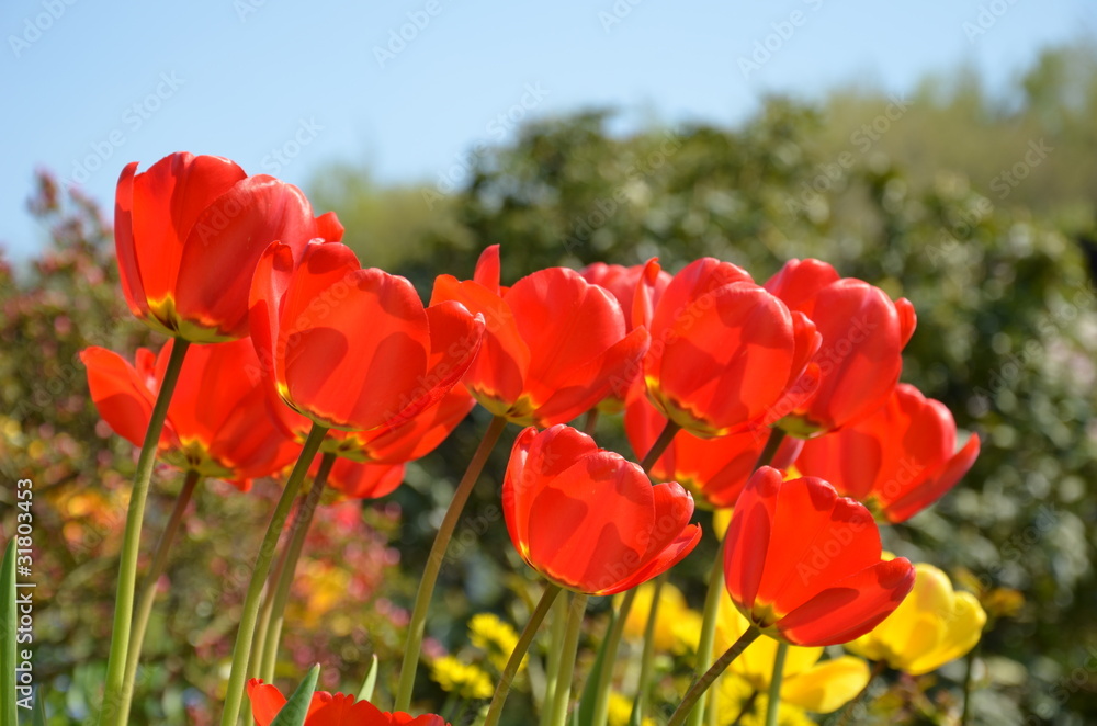 Naklejka premium Tulpen im Frühling