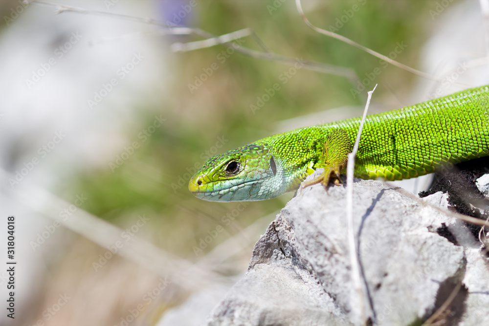 a portrait of a green lizard