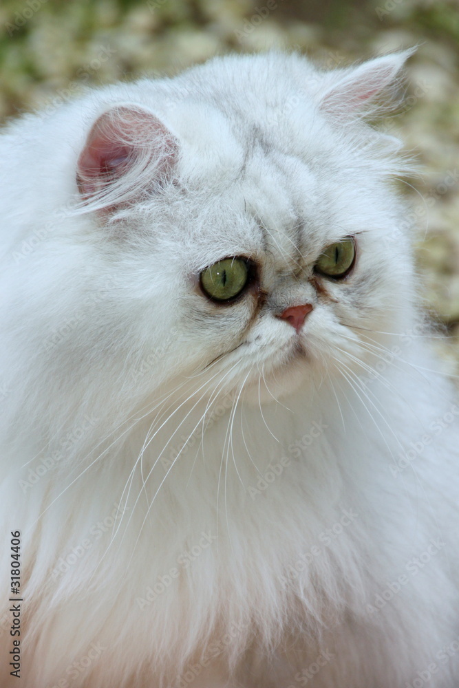 CHAT PERSAN CHAT PERSAN