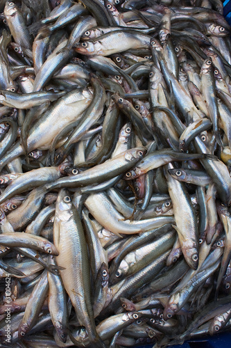 Fresh smelt fish