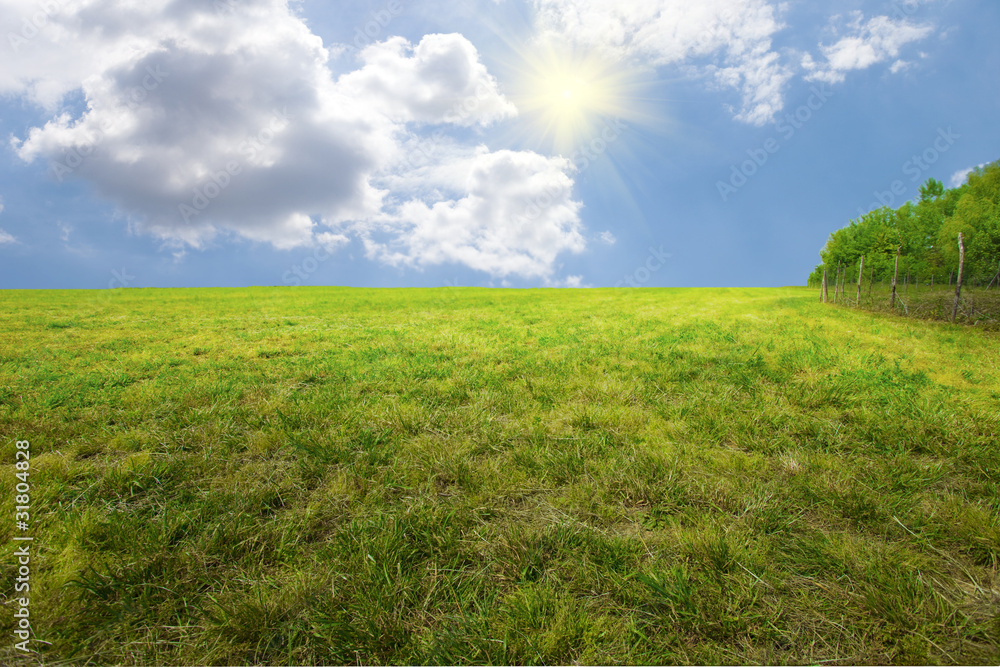 Obraz premium Landscape with butterfly