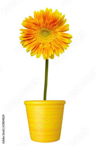 Fototapeta Naklejka Na Ścianę i Meble -  flower nature garden botany daisy bloom pot