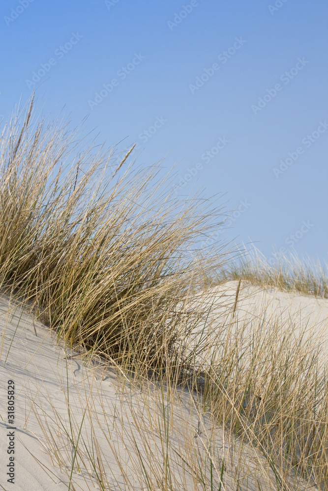 Fototapeta premium Dune landscape