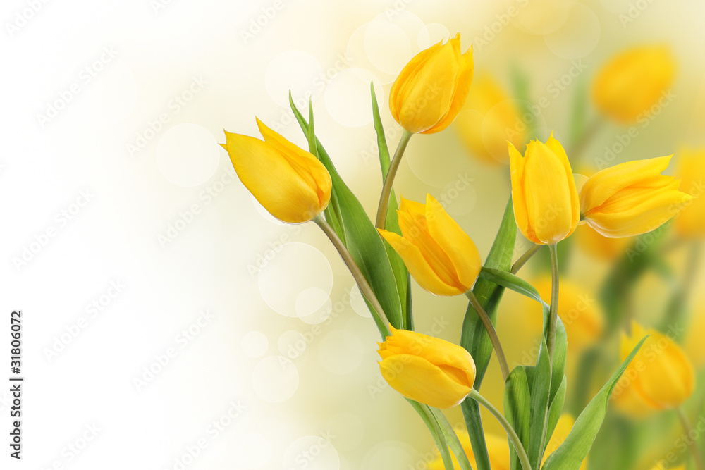 Yello dutch tulip flowers with copy space - obrazy, fototapety, plakaty 