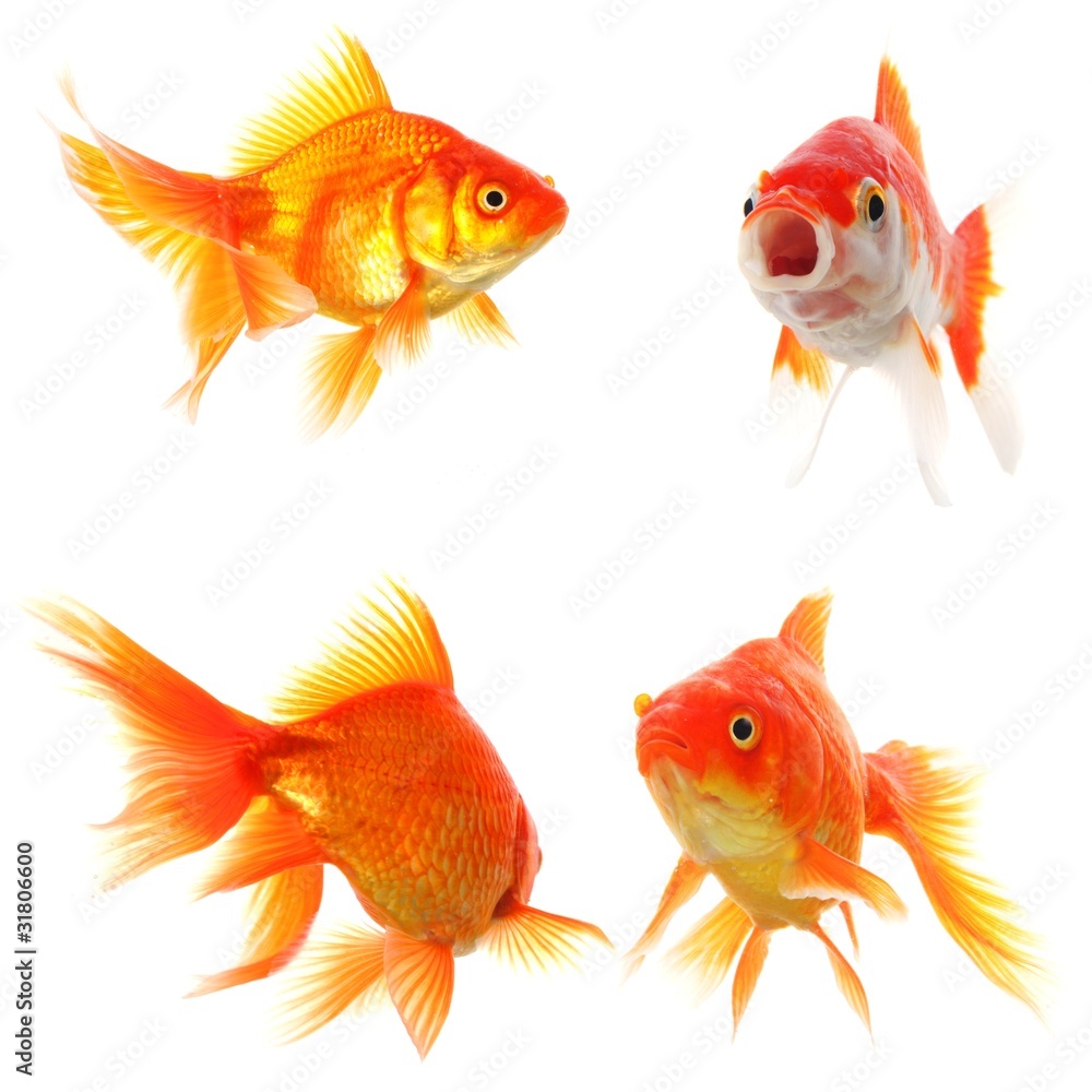goldfish goldfish