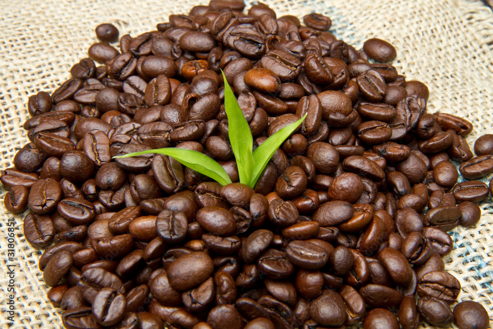 Fototapeta premium coffee beans
