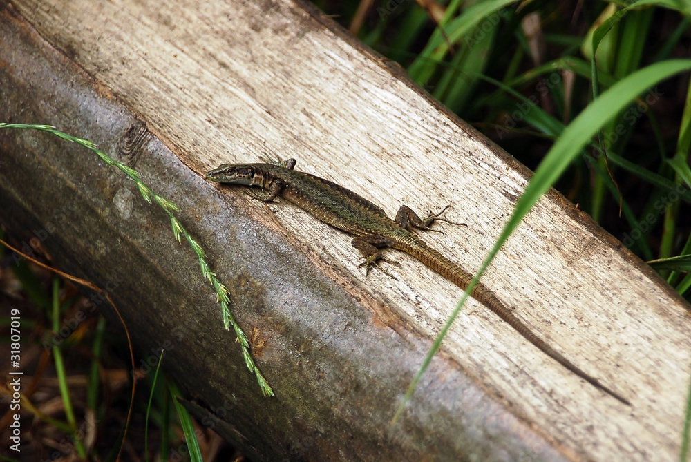 Small lizard on the log in natural environment Small lizard on the log in natural environment