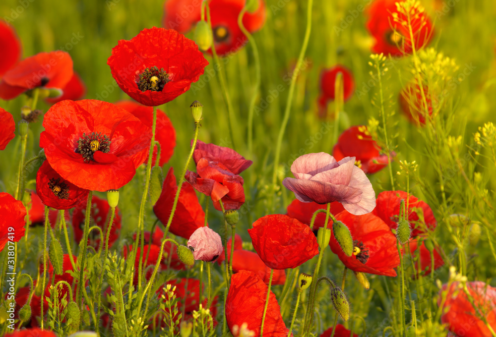 Fototapeta premium red Poppy