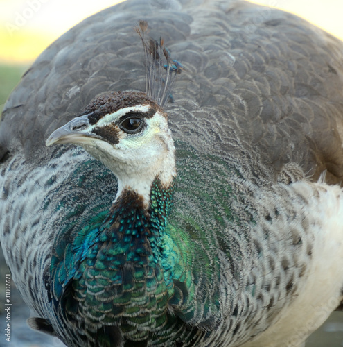 Peahen photo