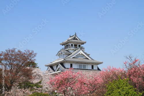 長浜城と桜