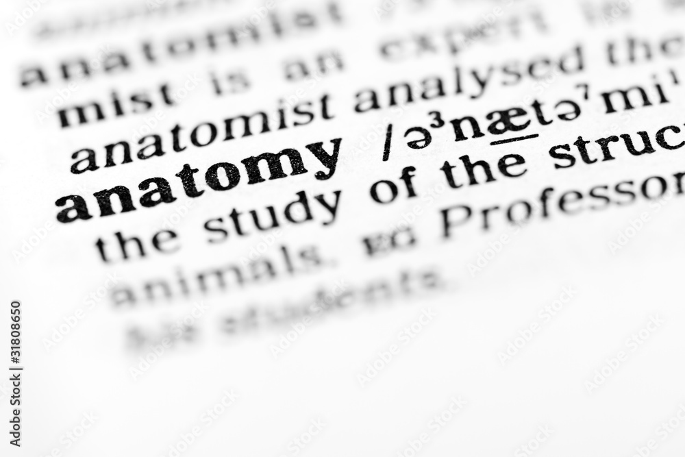 Fototapeta premium anatomy (the dictionary project)