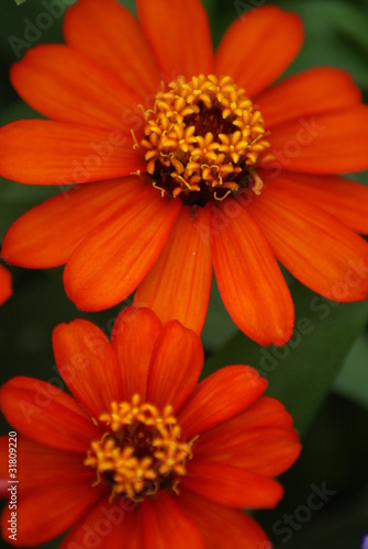 Orange Zinnias