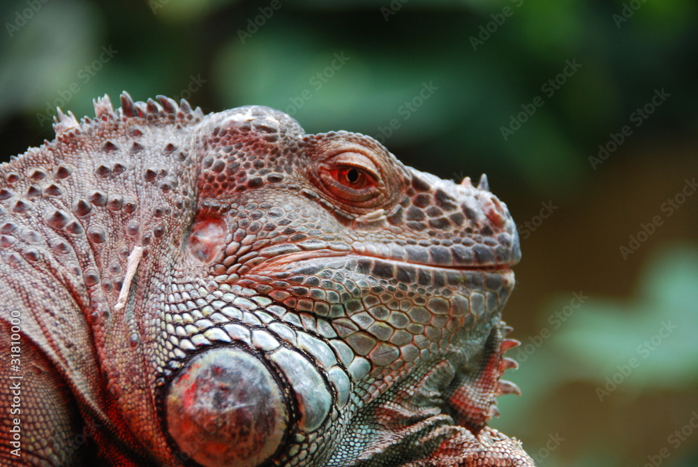 Fototapeta premium iguane