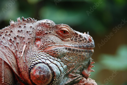 iguane