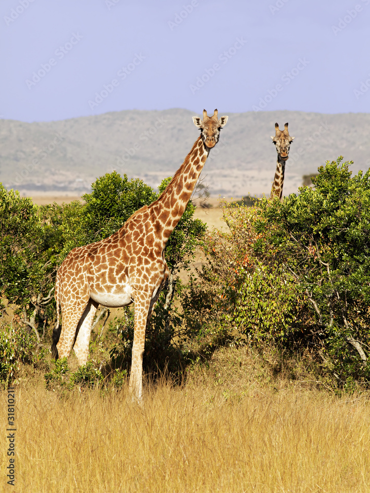 Obraz premium Giraffes on the Masai Mara in Kenya