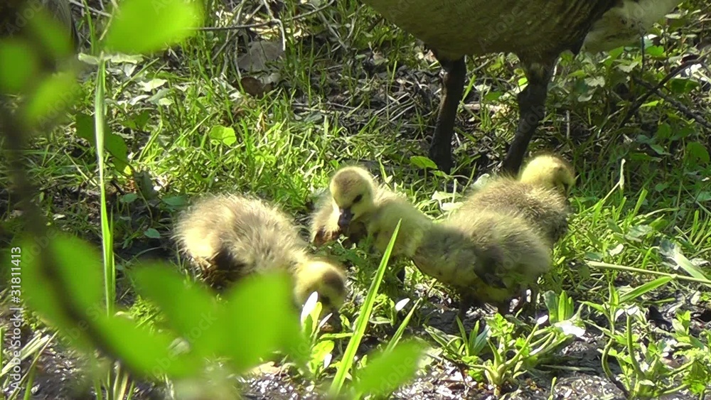 Kanadagänse - Kücken - Branta canadensis Kanadagänse - Kücken - Branta canadensis