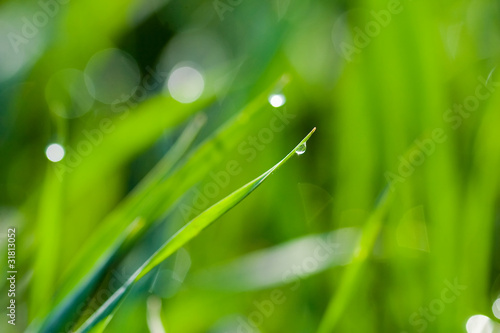 Waterdrops on a grass - spring background