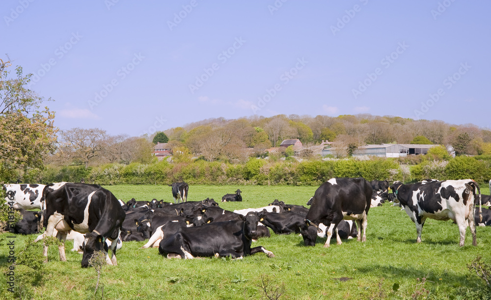 Black and white cows grazing in field on sunny day Black and white cows grazing in field on sunny day