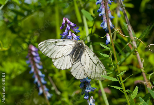 Butterfly (Papilio stubbendorfi) 9 photo