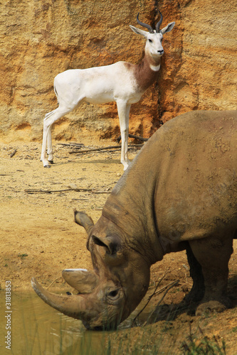 rhinocéros et antilope © Thibaut