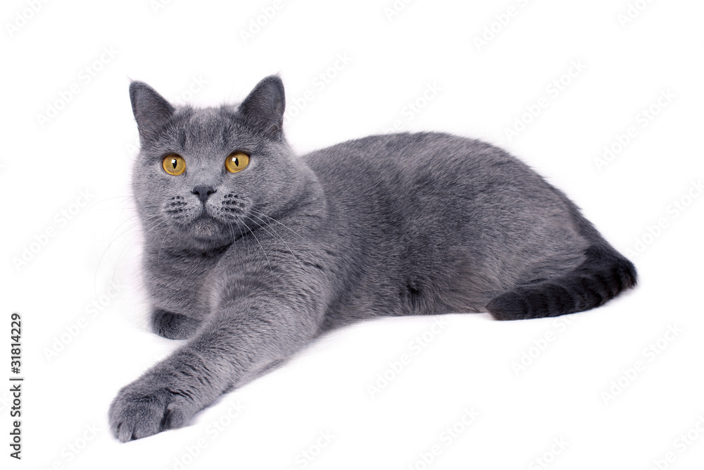 Blue british cat lying on white background