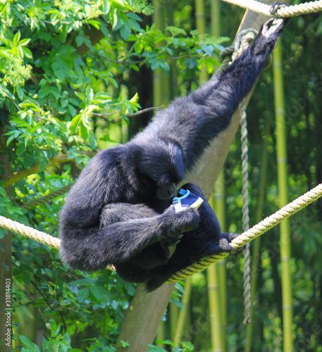 singe découvrant la chaussure