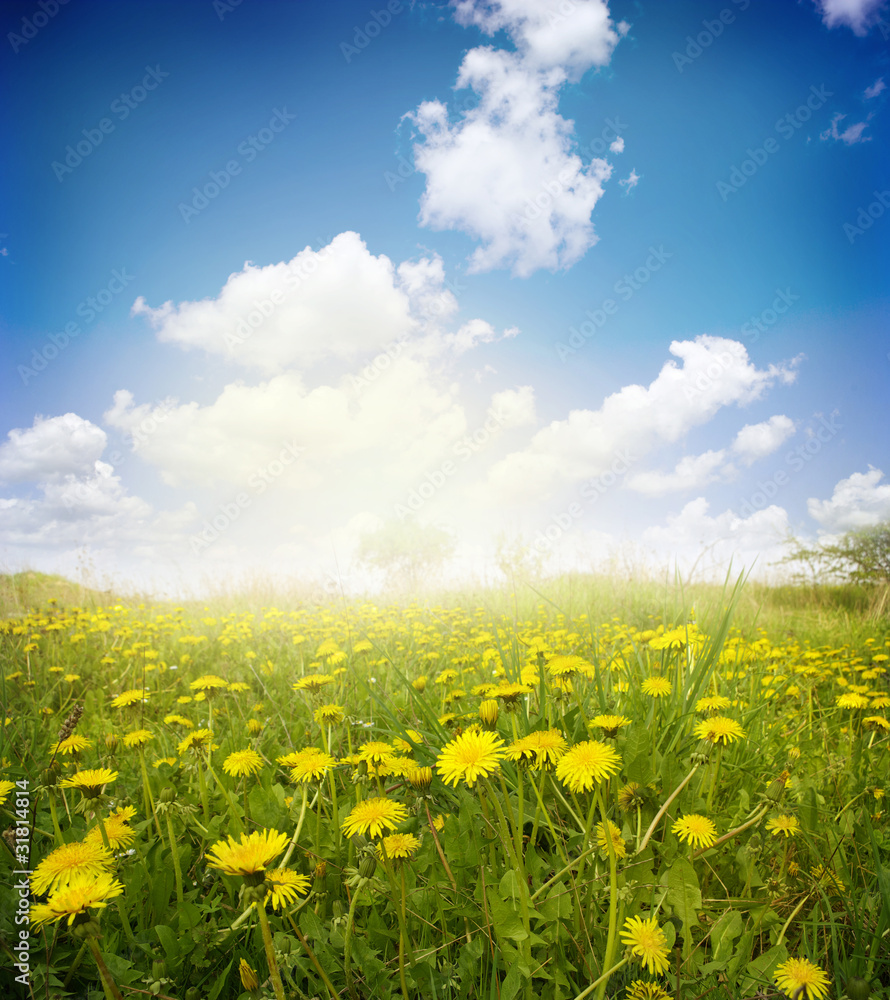 Obraz premium landscape