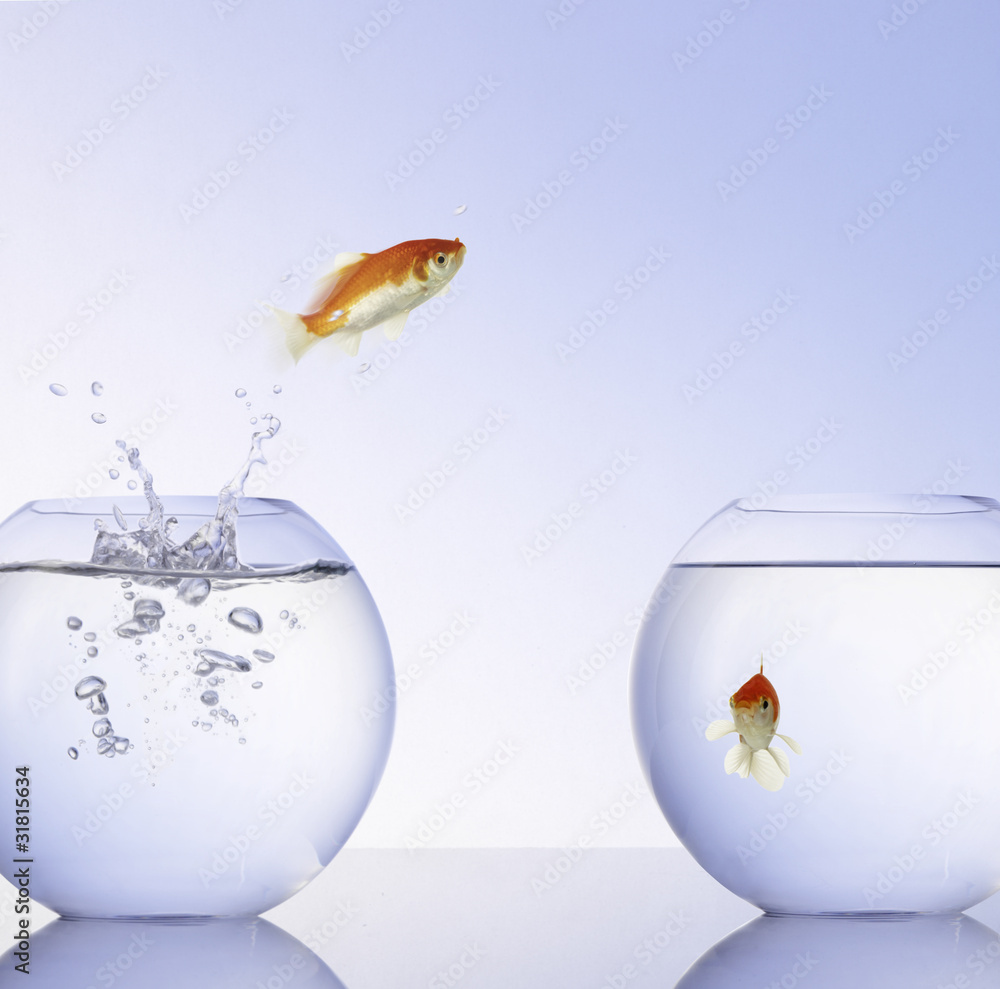 Obraz premium Springender Goldfisch