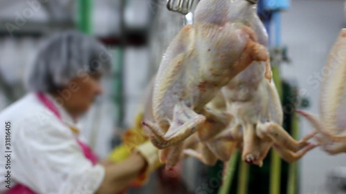 Food processing factory, chicken meat