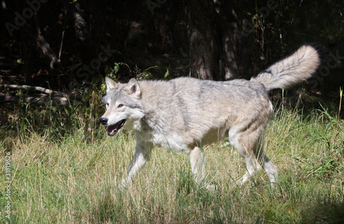 happy grey wolf