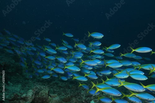 Fototapeta Blue fish