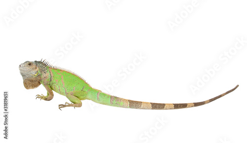 Iguana iguana isolated on white background