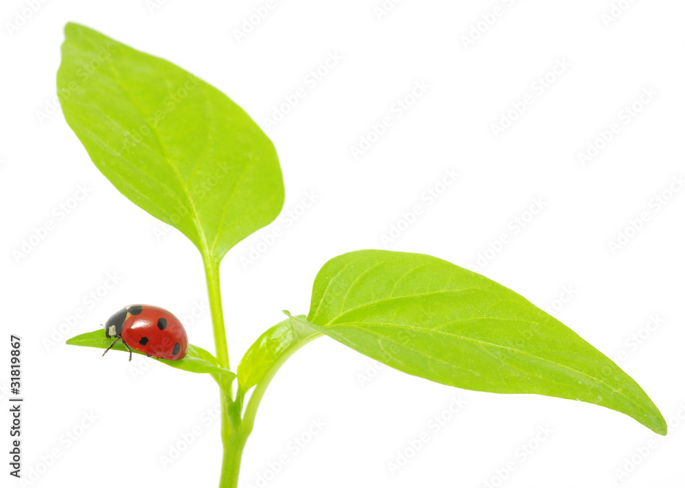 ladybug
