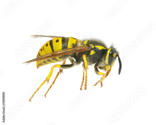 wasp