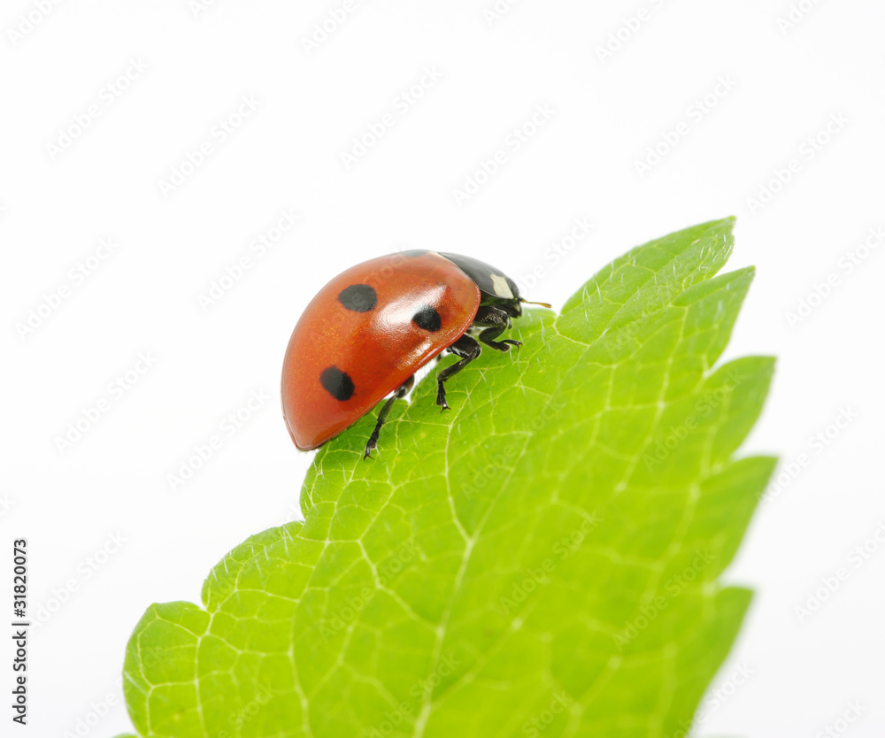 ladybug ladybug
