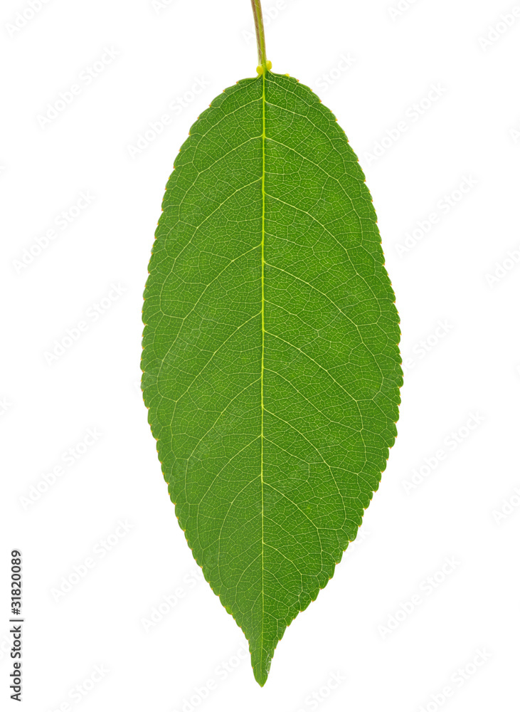 Obraz premium leaf