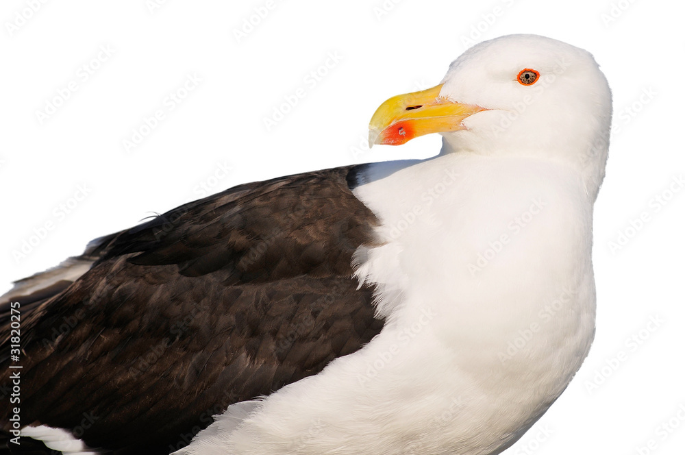 Portrait de profil d'un goéland brun détouré sur fond blanc Portrait de profil d'un goéland brun détouré sur fond blanc