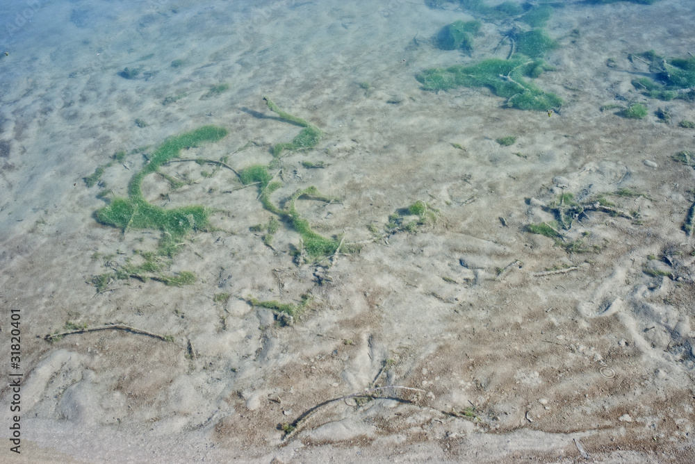 Transparent sand bottom with small dunes and green slime Transparent sand bottom with small dunes and green slime
