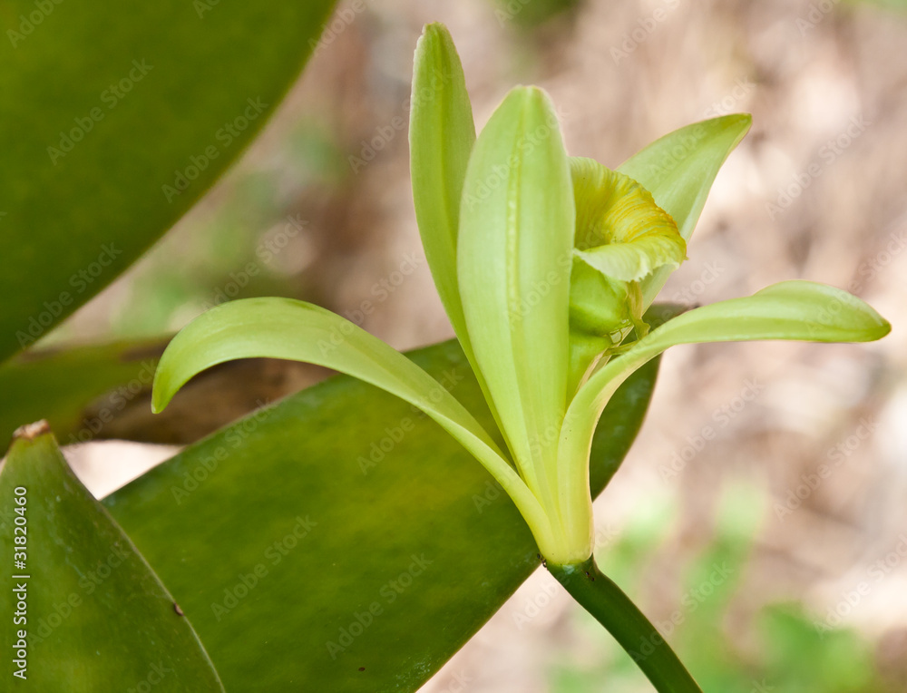 Obraz premium fleur de vanille Bourbon