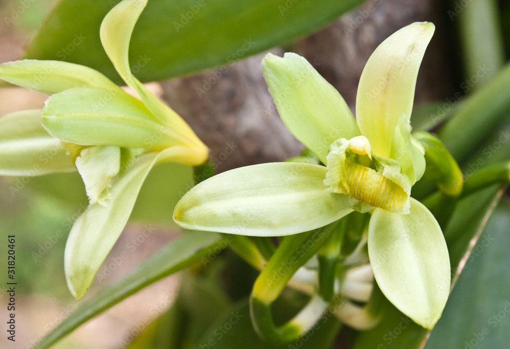 Fototapeta premium fleurs de vanille Bourbon