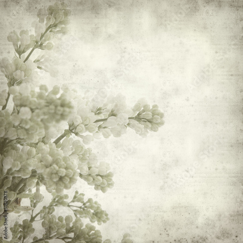 textured old paper background with white lilac