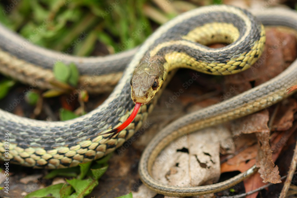 Fototapeta premium Common Garter Snake Thamnophis sirtalis