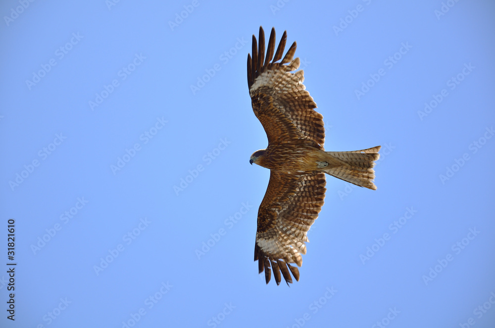 Obraz premium とび