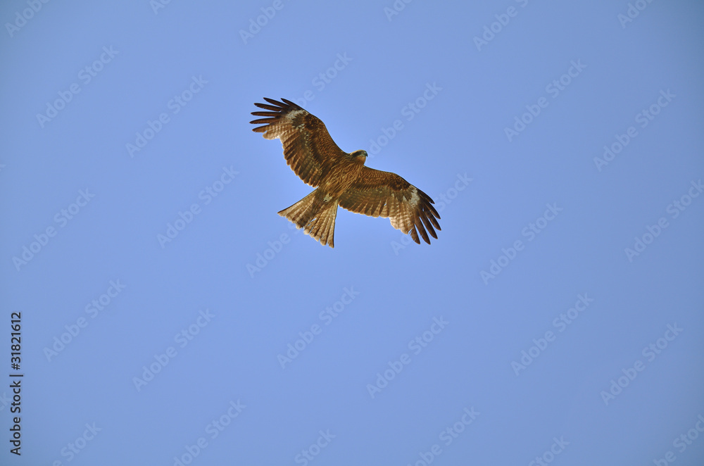 Fototapeta premium とび