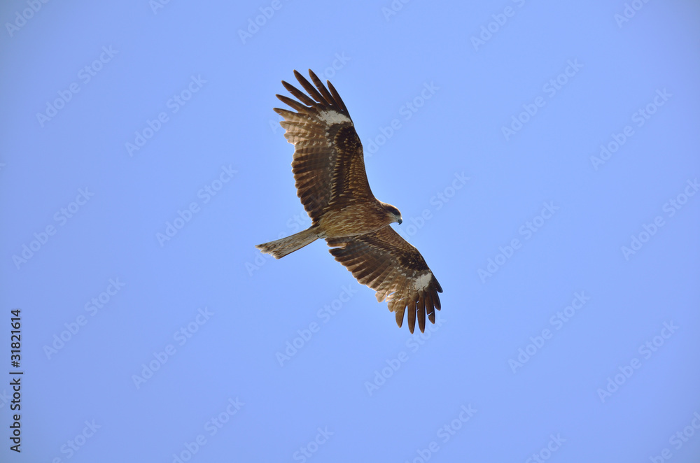 Obraz premium とび